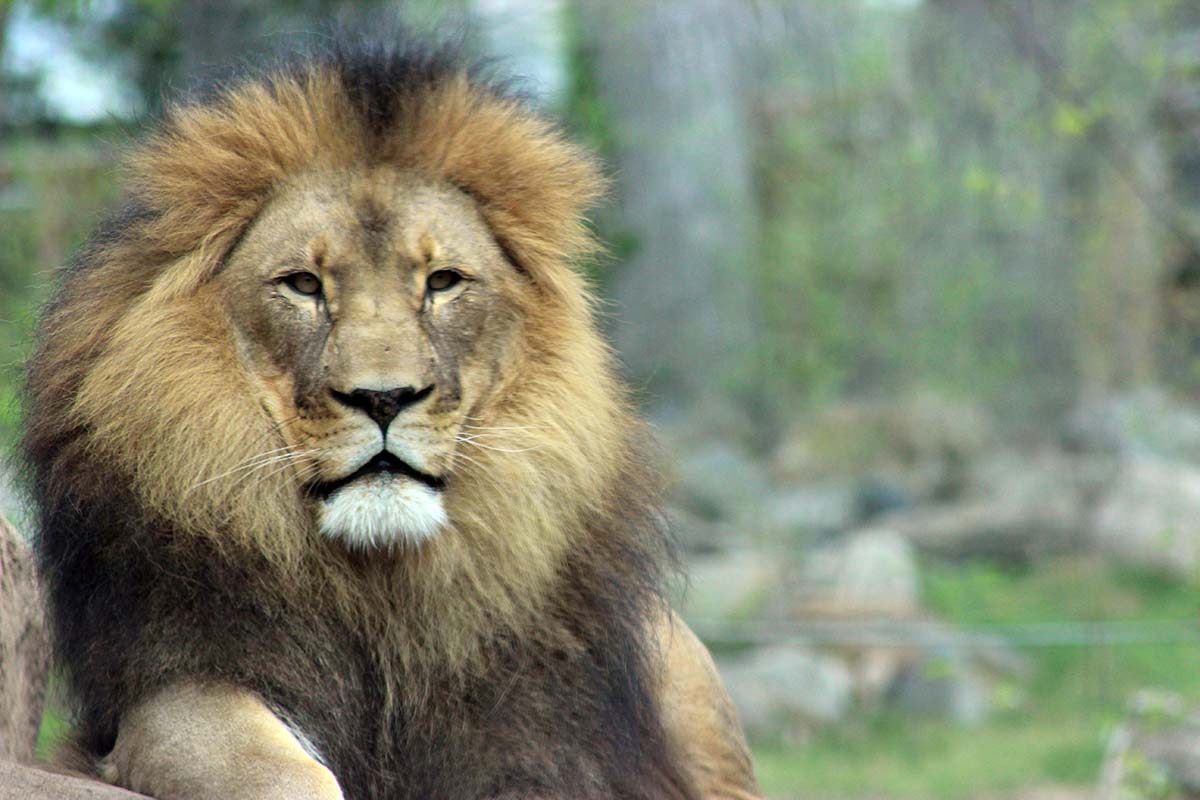 Click here to watch a video about the Lions at Peoria Zoo!