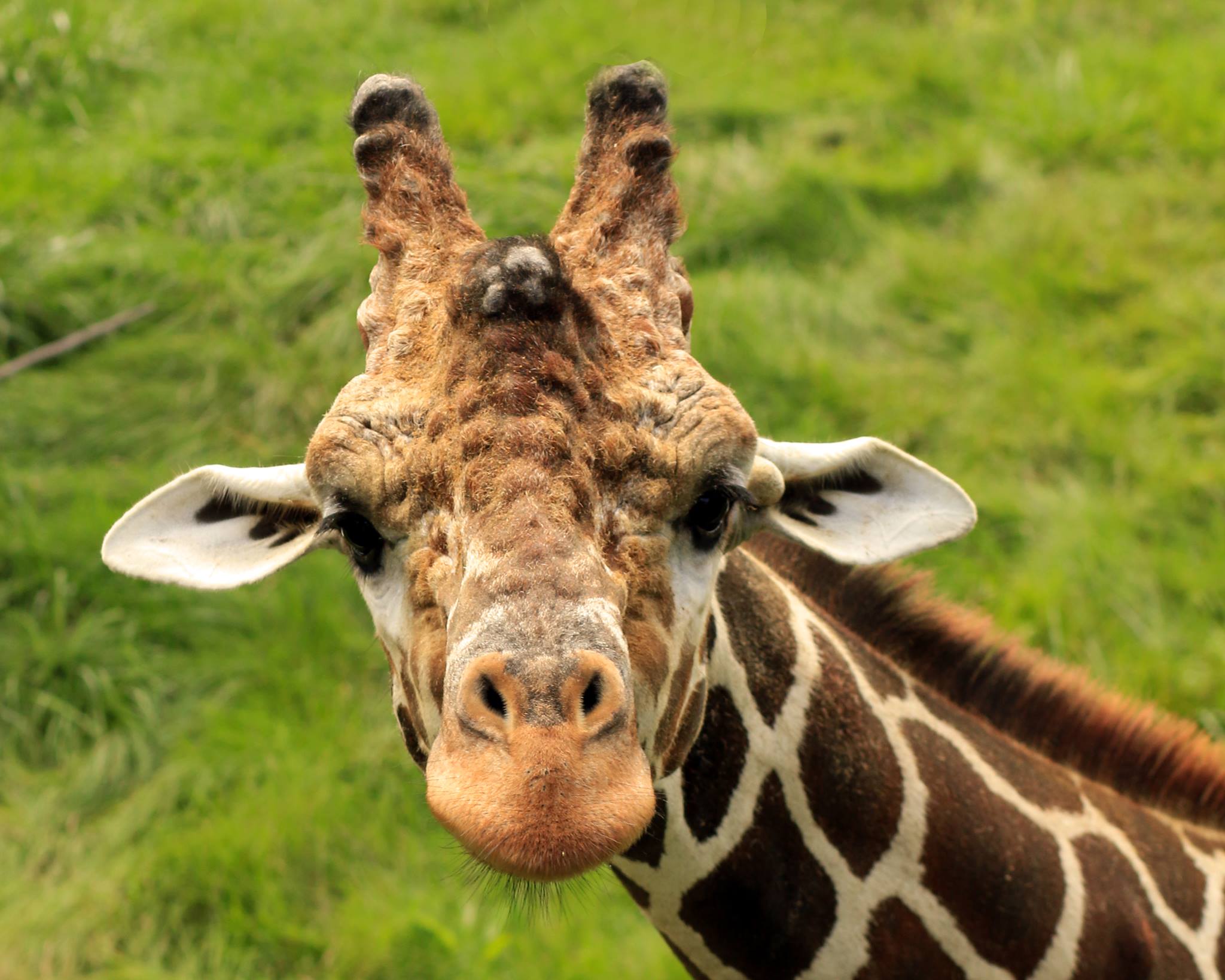 Click here to watch a video about the Giraffes at Peoria Zoo!